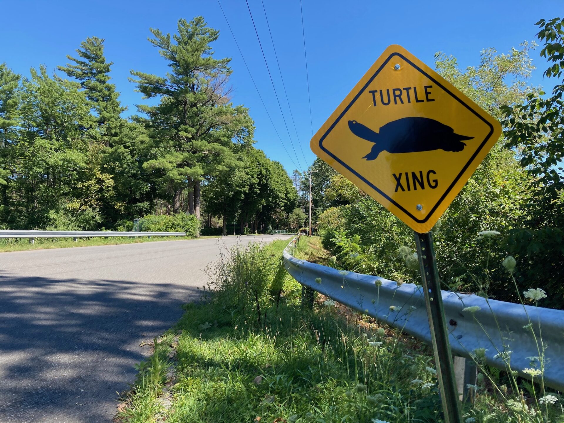 Photo of a Turtle Crossing Sign